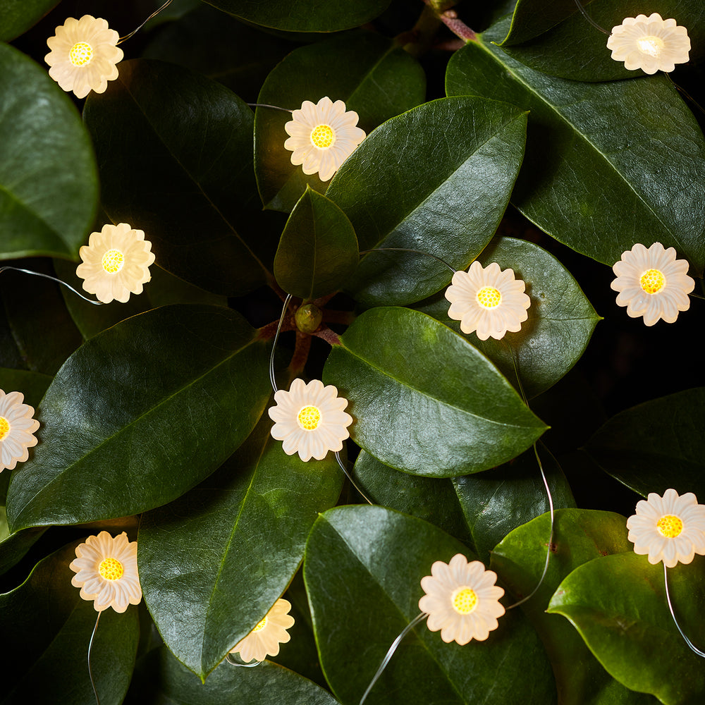 Gänseblümchen Lichterkette zwischen grünen Blättern im Garten.