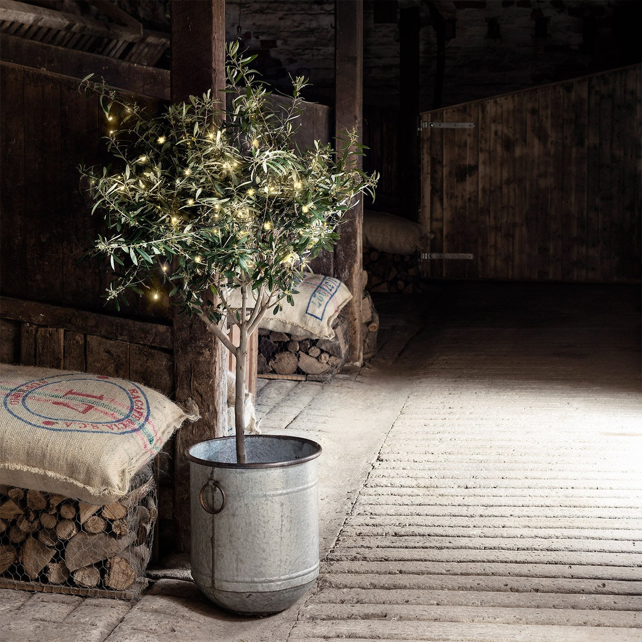 Kleiner Buchsbaum außen mit Lichterkette in silbernem Eimer.
