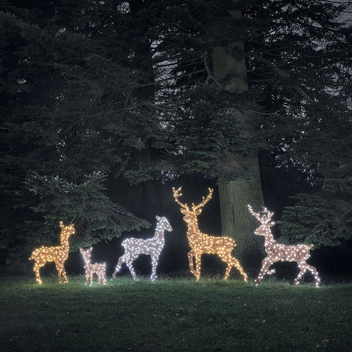 2er Set Pateley Bicolor LED-Rentiere Hirsch und Hirschkuh in Rattanoptik
