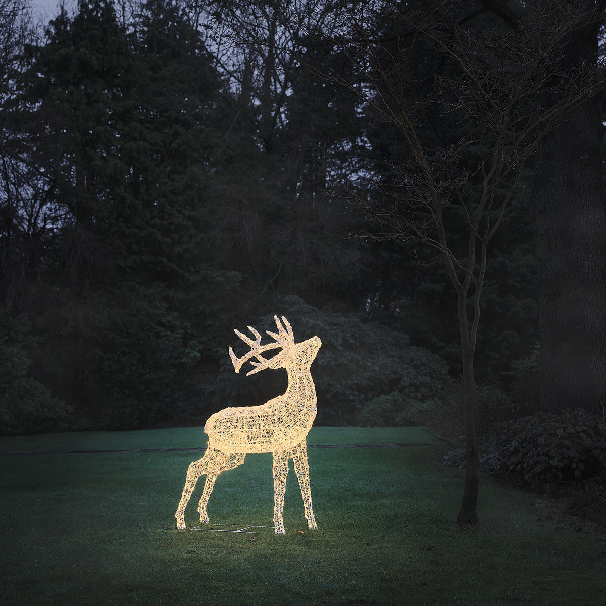 Bicolor LED-Rentier Hirsch XL Swinsty mit 450 LEDs in Warmweiß