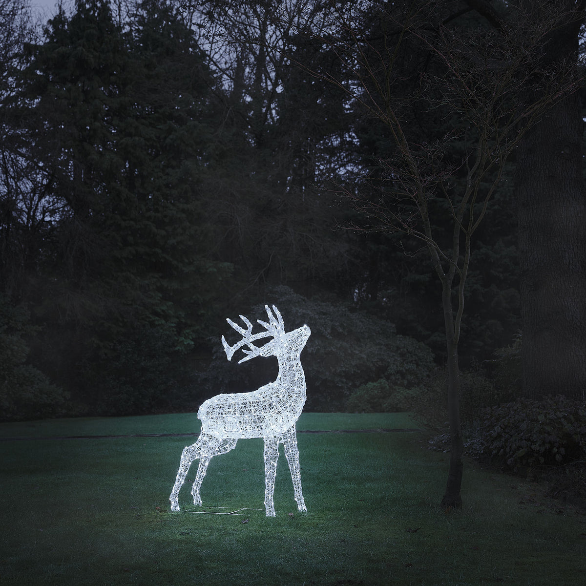 Bicolor LED-Rentier Hirsch XL Swinsty mit 450 LEDs in Kaltweiß